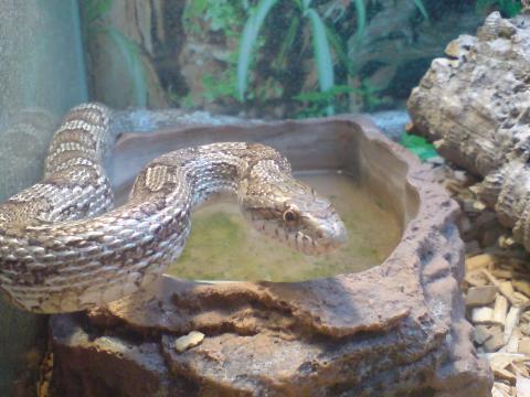 Mini Schlange Fur Anfanger Terrarium Schlangen Terraristik