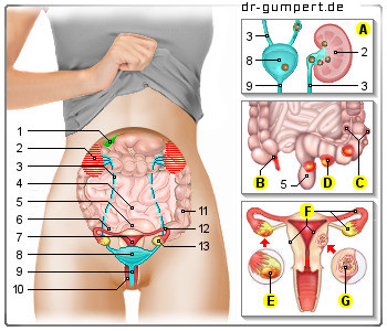 Wie Tief Ist Das Weibliche Geschlechtsorgan Sex Frauen Leben