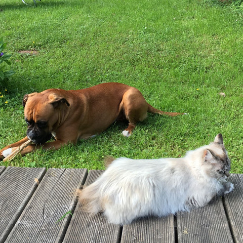 Emma und Maya  - (Hund, Katze, Chihuahua)