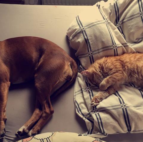 Emma und Oskar  - (Hund, Katze, Chihuahua)