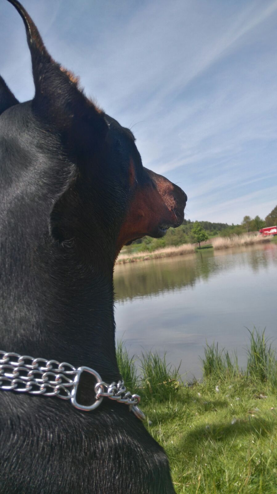 Wie laste ich am besten einen Dobermann aus? (Leben, Hund, Junge)