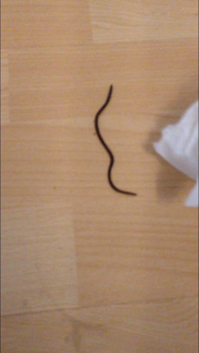 was ist das für ein komischer schwarzer wurm? (Würmer, Parasiten)