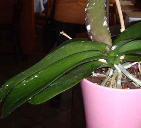 Schmierläuse an Phalaenopsis - (Pflanzenpflege, Zimmerpflanzen, Schädlingsbefall)