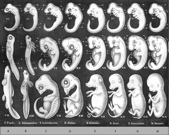 Embryonalentwicklung Wirbeltiere