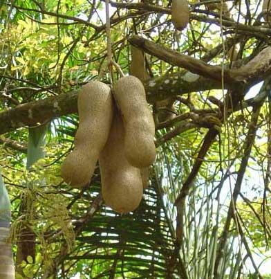 Baobab mit Früchten - (Natur, Affenbrotbaum)