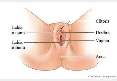 Hat vagina eine löcher viele wie Wie viele