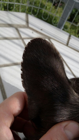 meine bulldogge fell an den ohren