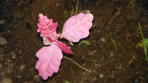 - (Pflanzen, Natur, Albino-Pflanzen)