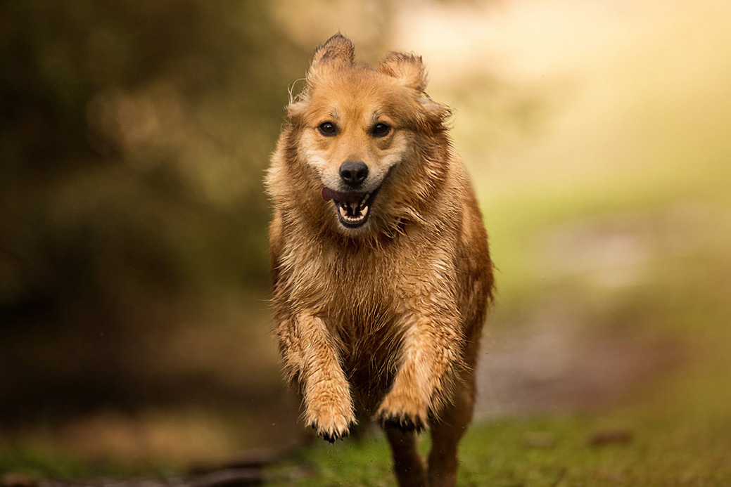Welches Objektiv von Canon? (Hund, Kamera, Fotografie)