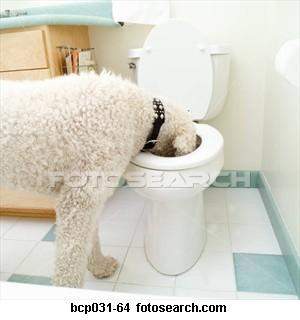 Hund hat Urin getrunken, ist das schädlich (Gesundheit, Tiere, Tierarzt)