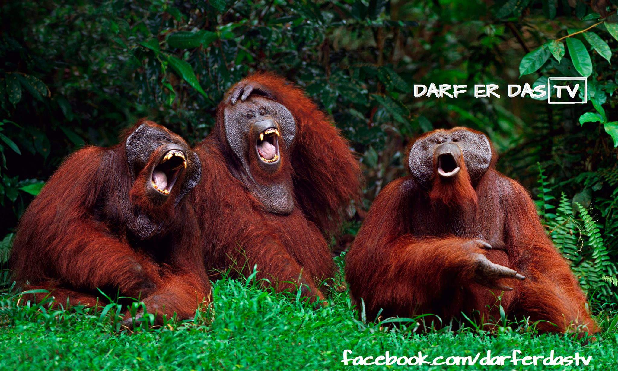 Welche sind die besten Facebook Seiten (Lustige Bilder...FUUUUU...usw