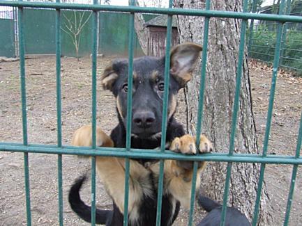 Ich Suche Einen Tiermarkt In Den Nahe Von Stuttgart Bei Dem Ich Auch Hundewelpen Kaufen Kann Hund