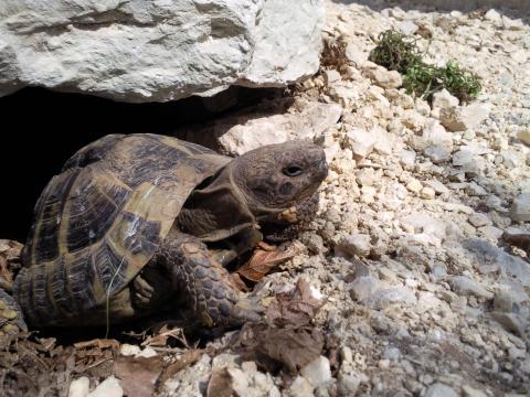 - (Haustiere, Landschildkröten, Freigehege)