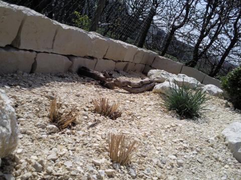 - (Haustiere, Landschildkröten, Freigehege)