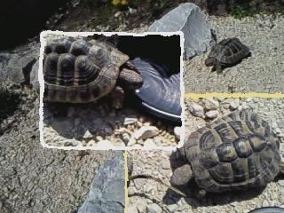 - (Haustiere, Landschildkröten, Freigehege)
