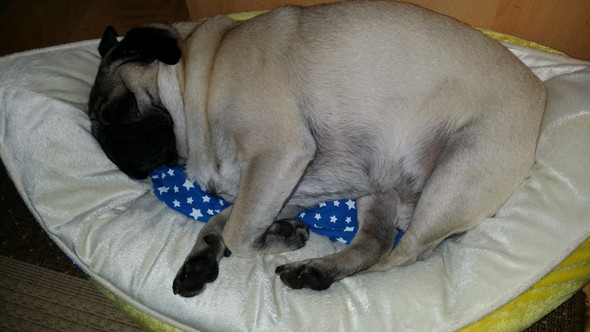 - (Hund, Tierarzt, Tiermedizin)