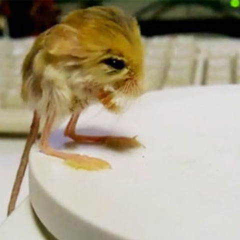 Maus seltsam - (Tiere, Maus)