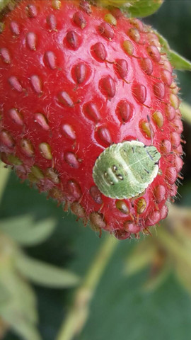 - (Kaefer, Erdbeeren, Larven)
