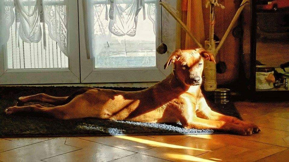 hund humpelt nach liegen