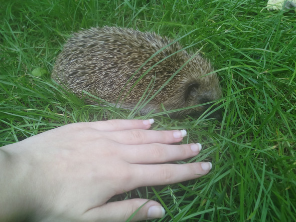 - (Tierarzt, Tierheim, Igel)