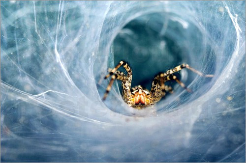So sieht ein Netz von Trichternetzspinnen aus. - (Tiere, Angst, Wissen)
