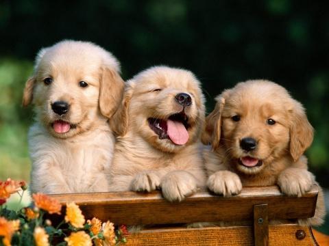 Bildquelle: http://my-blackberry.net/wallpapers/15/m/Golden_Retriever_Puppies.jpg - (Tiere, Hund, Hunderasse)