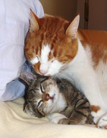 2 Kastrierte kater zusammen packen klappt das? (Katzen)