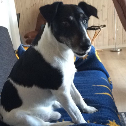 Timmie :) - (Hund, Name, Rasse)