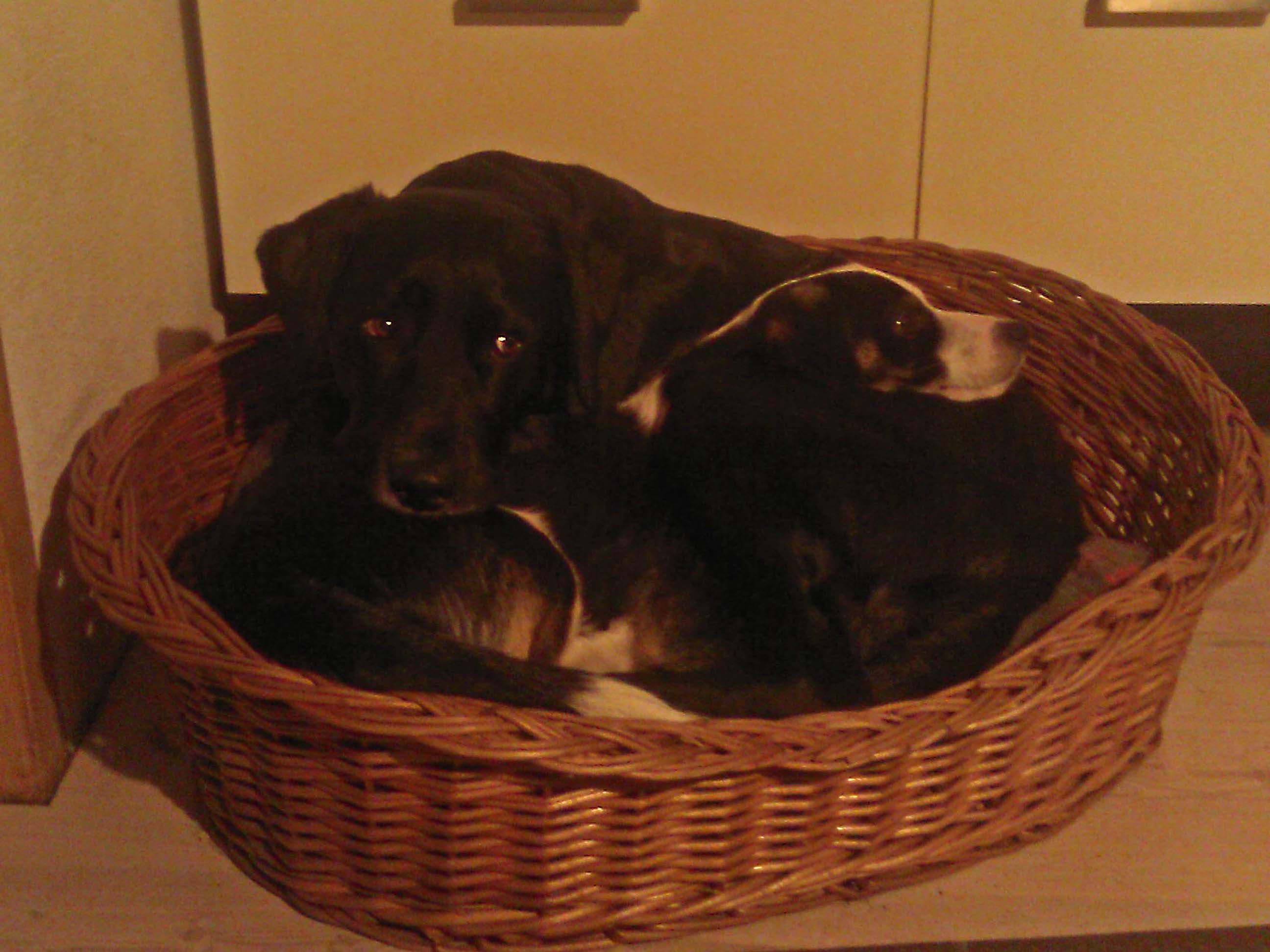 Zeigt mein Hund ein Dominanzverhalten? (Verhalten)