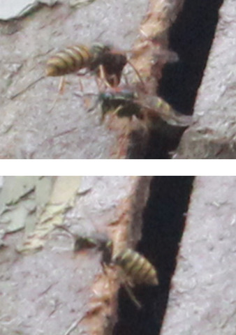 Wespen - (Insekten, Bienen, Imker)