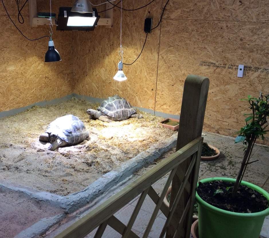 Welche landschildkröten Art kann man im Terrarium halten? (Schildkröten)