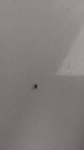 - (Wohnung, fliegen, Insekten)