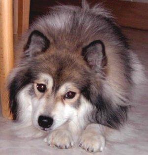 Was Fur Hunderassen Sind Mittelgross Und Knuffig Tiere Hund