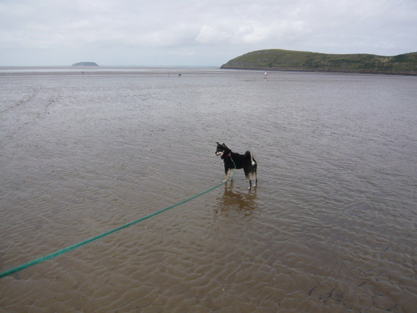 mit hund am meer - (Hund, schwimmen)