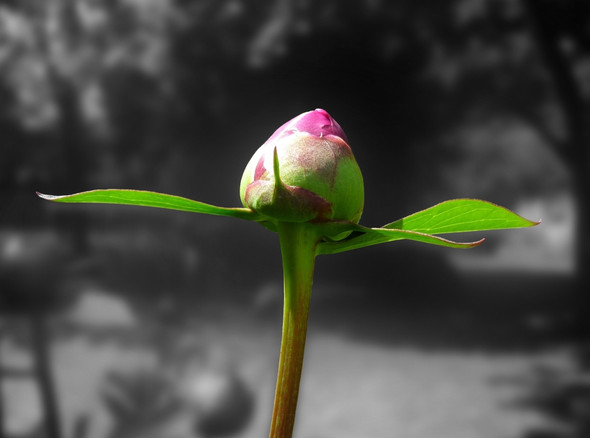 - (Bilder, Fragen)