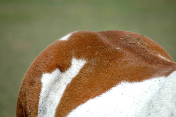 Und so macht es weder Pferd noch Reiter irgendwelchen Schaden. - (Gesundheit, Tiere, Pferde)