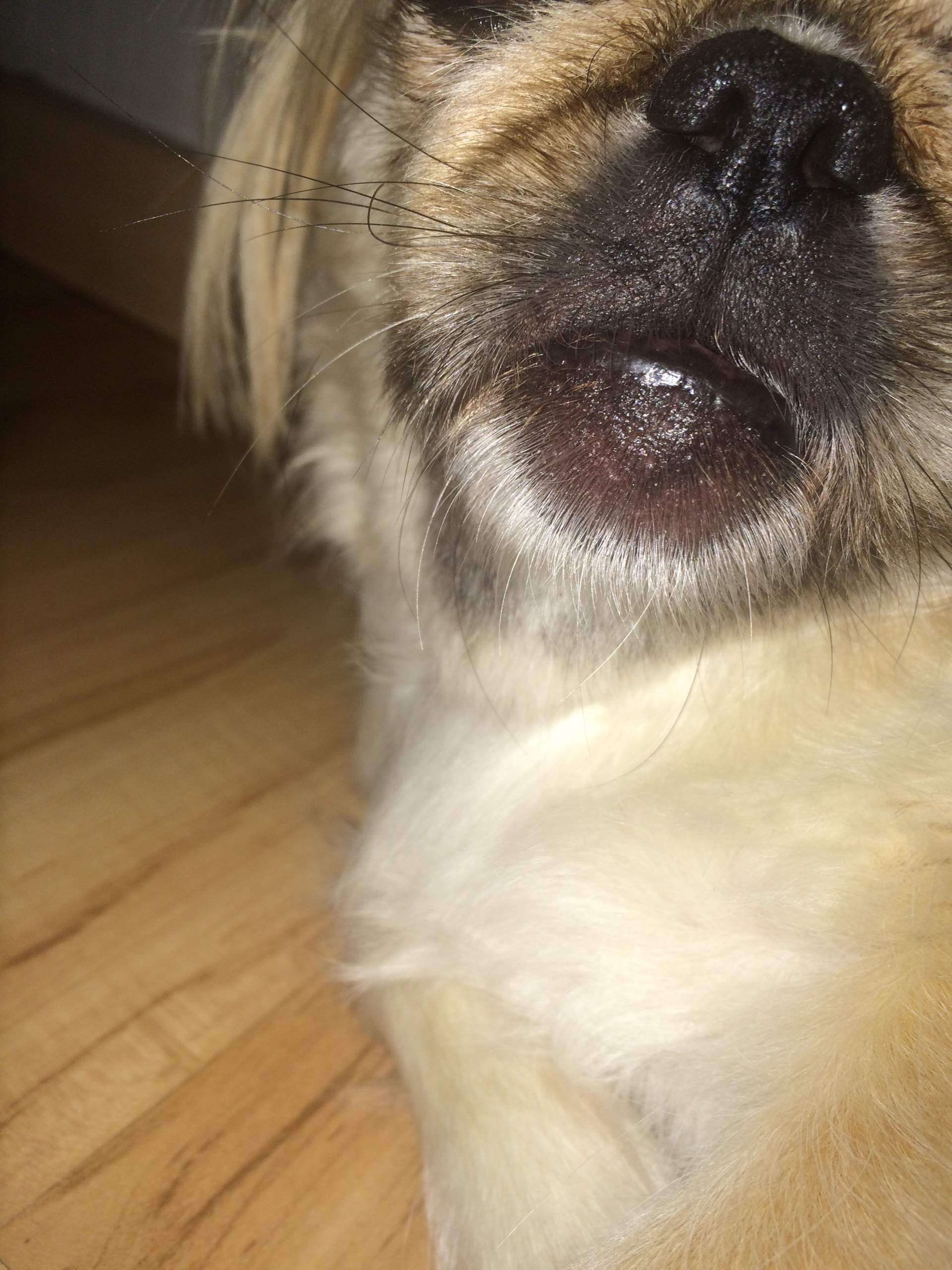 Hund Zahn raus, Schwellung? (Zähne)