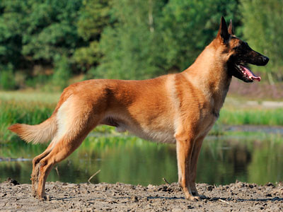 Belgischer Schäferhund - (Hund)