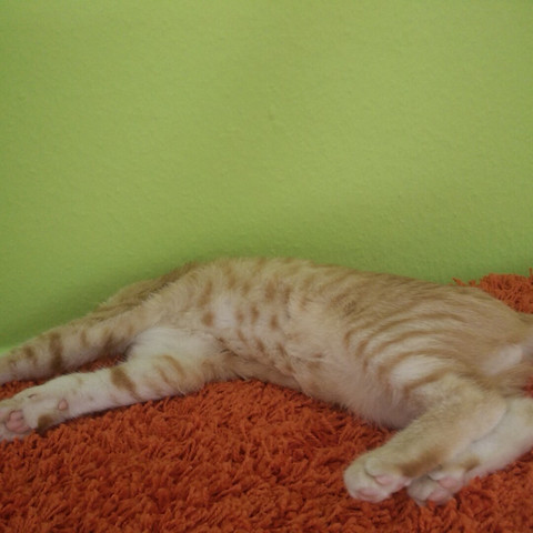 2. - (Katze, blaue augen, 5 monate)