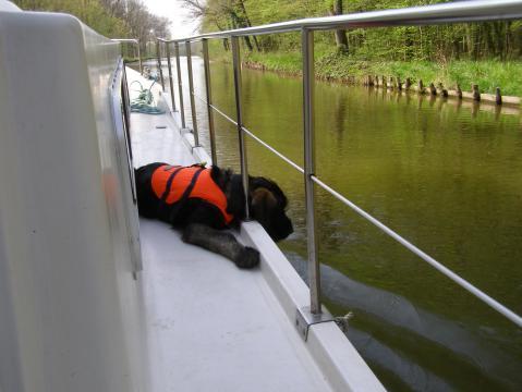 Als Welpe beim Bootfahren - (Hund)