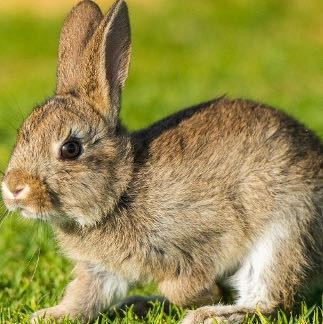 Kaninchen  - (Tiere, Kaninchen, Hasen)