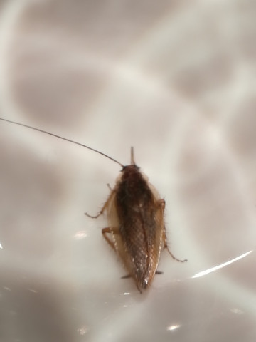 - (Insekten, Ungeziefer, Schädlinge)