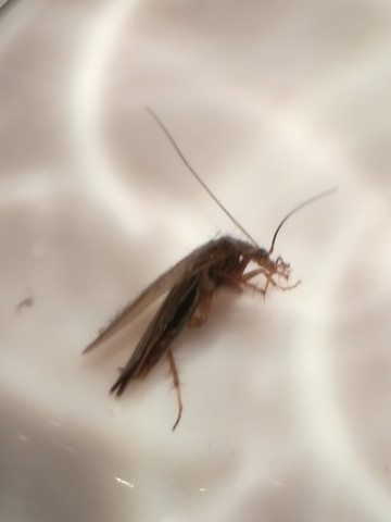 - (Insekten, Ungeziefer, Schädlinge)