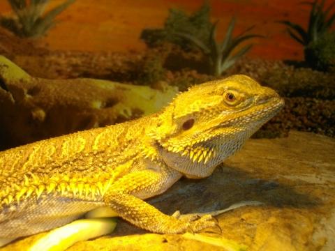 Bei Bartagamen abends Licht anlassen? (Reptilien, Bartagame) - 0 Original Bei Bartagamen abends Licht anlassen? (Reptilien, Bartagame) - 0 Original