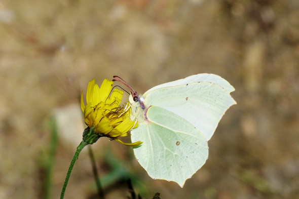 Großer gelber schmetterling? (Natur)