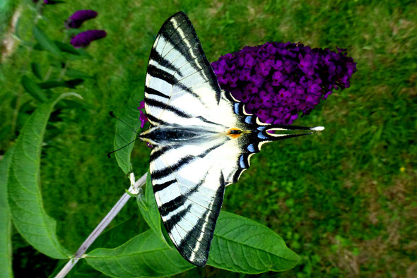 Segelfalter - (Natur, Schmetterling)