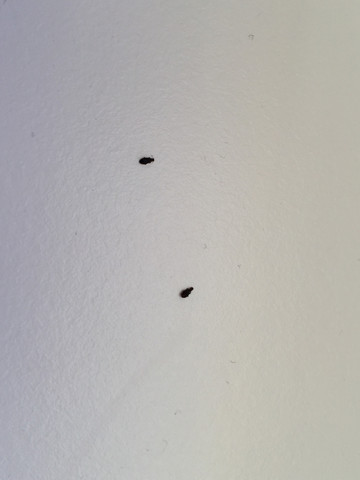 Das sind die Käfer - (Käfer, Schädlinge)