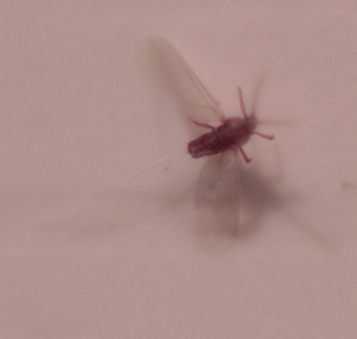 - (fliegen, Insekten, Blattläuse)