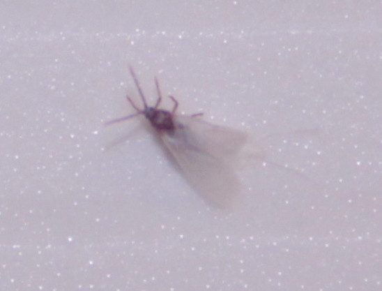 - (fliegen, Insekten, Blattläuse)