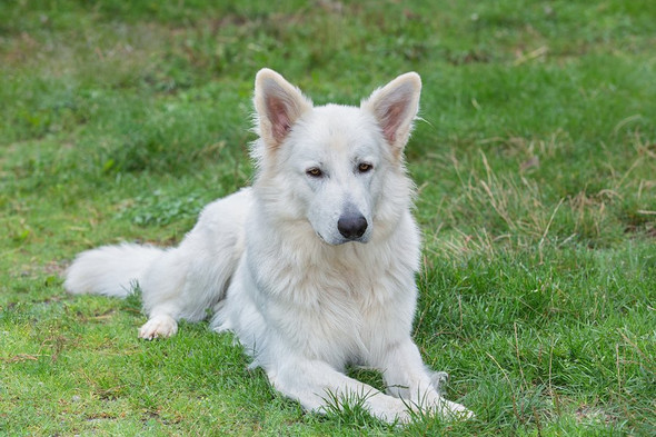 Weißer Schweizer Schäferhund - (Hund, Unterschied, Wolf)